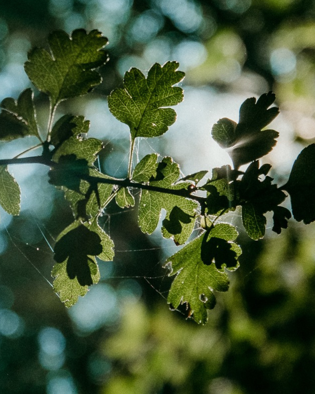 Sunlight revealing the shapes and textures of woodland leaves